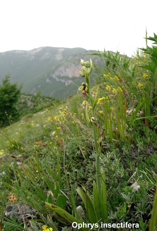 Le orchidee di Vallepietra nel Parco Naturale dei Monti Simbruini (Roma).